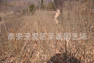 新品種 特早熟 單果重的優(yōu)良桂花香板栗苗常年 薄皮核桃樹苗